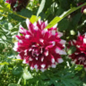 Meet your Posher, Clarissa